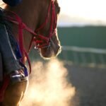 Best UK Horse Betting Tips and Where to Find Them Online