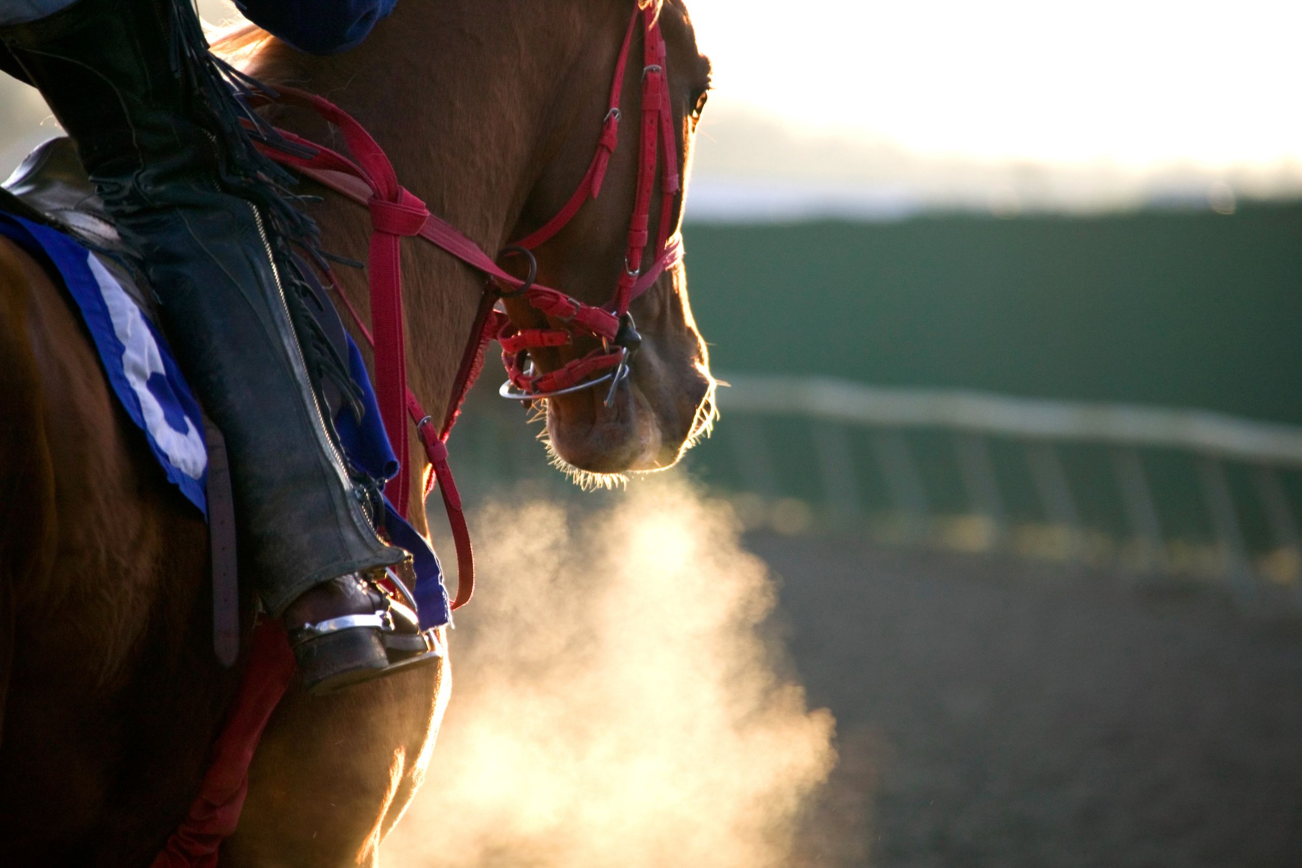 Best UK Horse Betting Tips and Where to Find Them Online